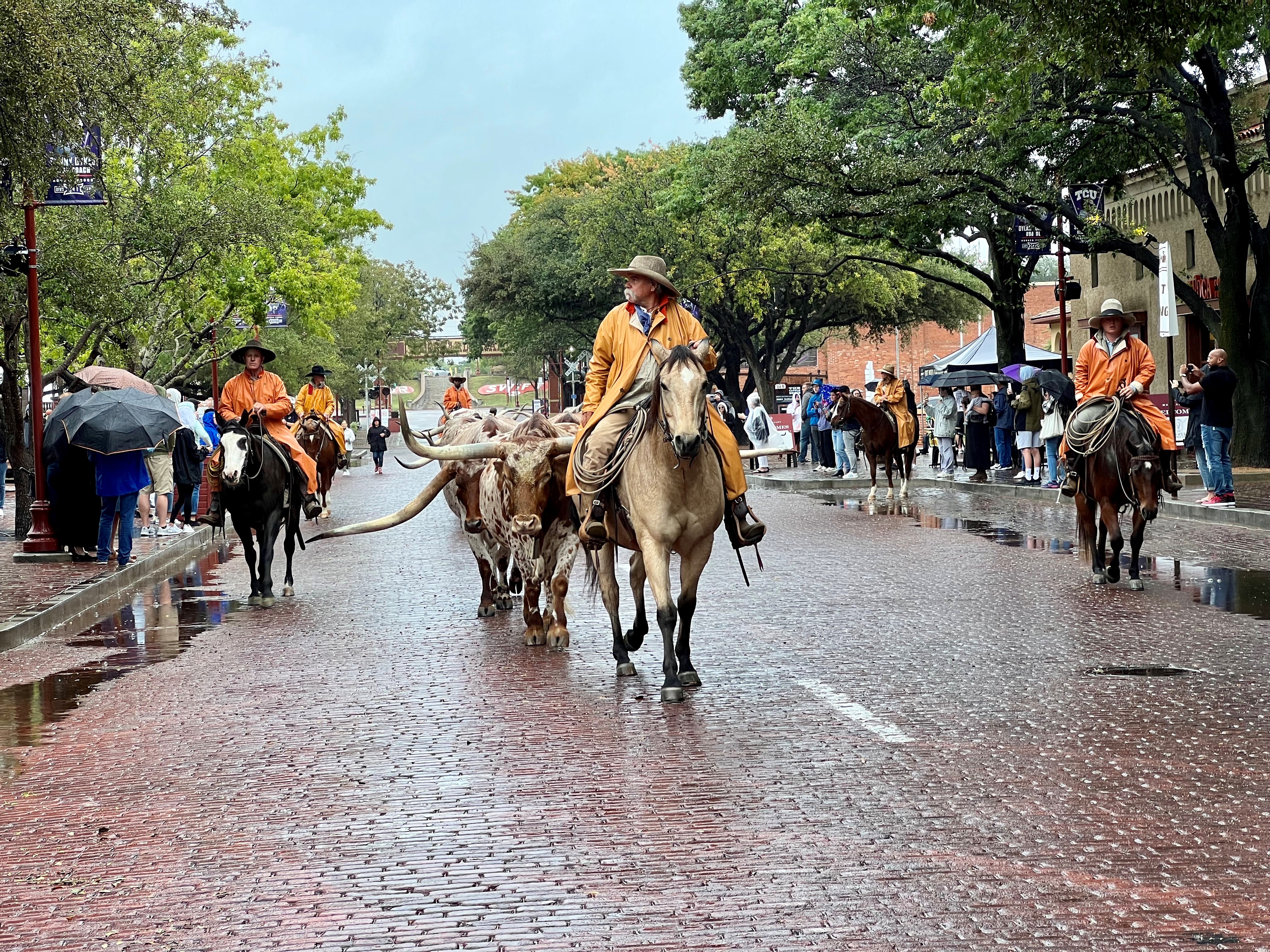 The Fort Worth Stockyards hosts a cattle drive twice daily, as seen here, within the historic neighborhood that is lined up for even more development. (Candace Carlisle/CoStar News)