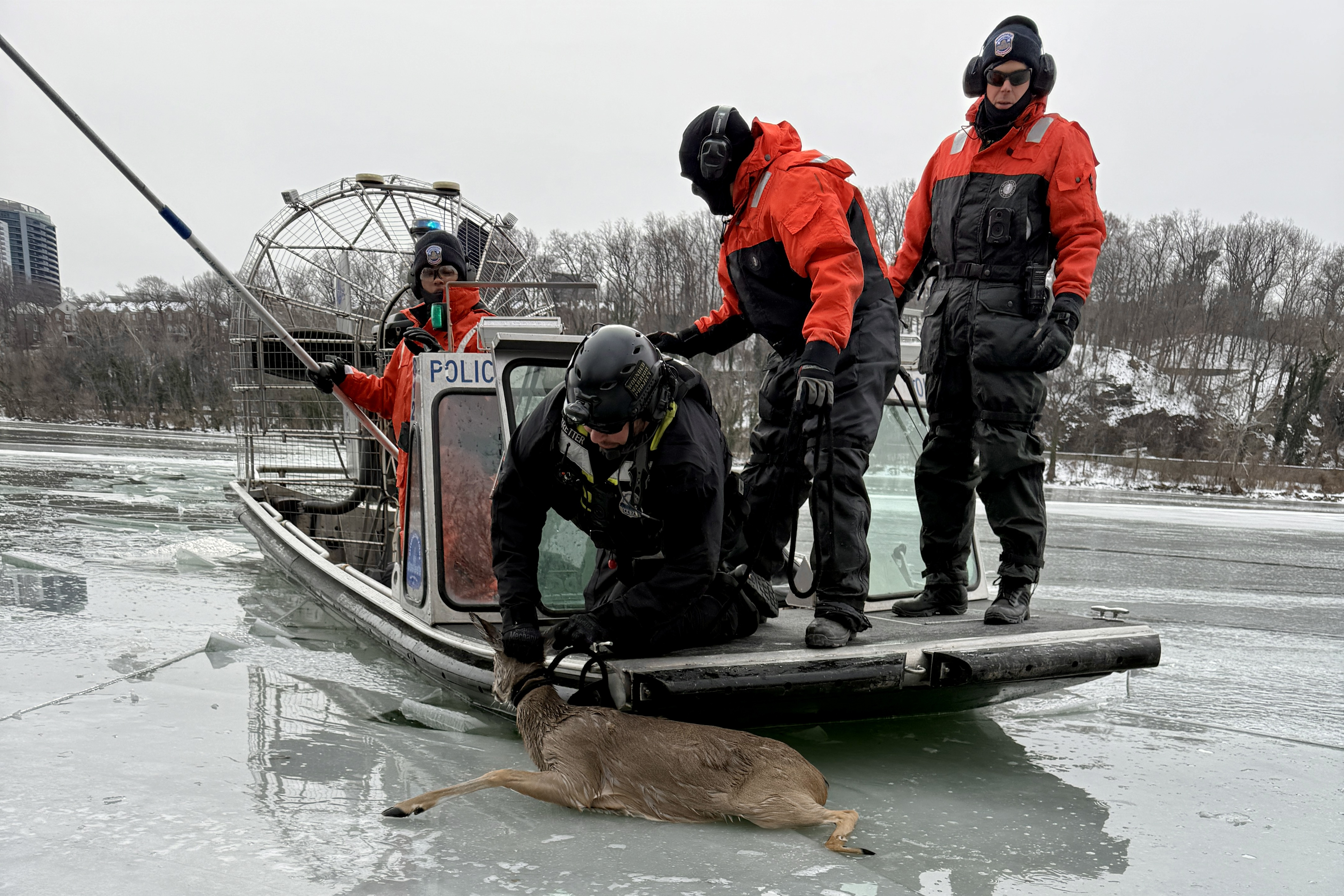 Washington, D.C., emergency responders saved a deer stuck on the icy Potomac River in Washington. (Brandywine Valley SPCA)
