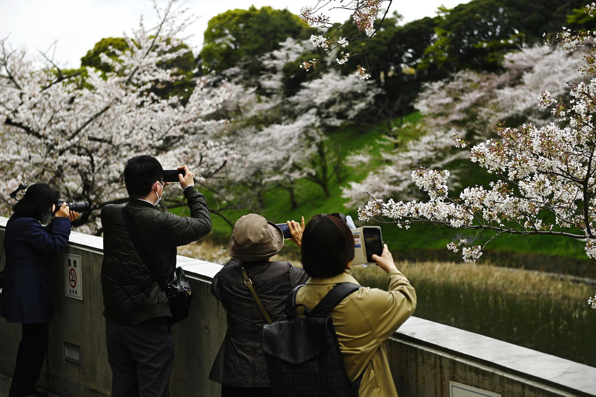 Visitors enjoy the last days of spring's cherry blossom season near the imperial castle in Tokyo, as hotel business rebounds to pre-pandemic levels in several Japanese cities. (Getty Images)