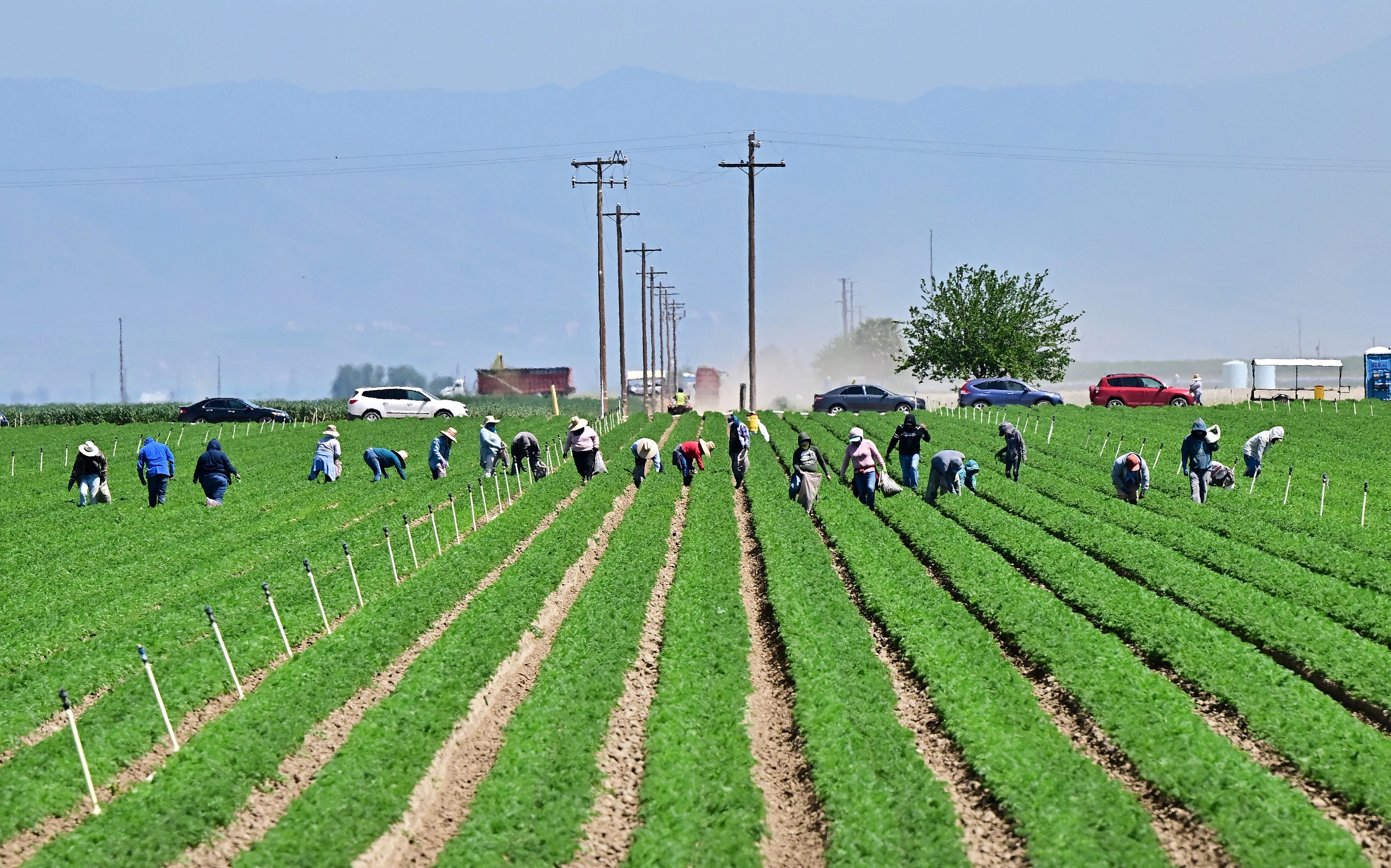 The Trump administration has scaled back immigration raids at businesses such as farms, hotels and restaurants. (AFP via Getty Images)
