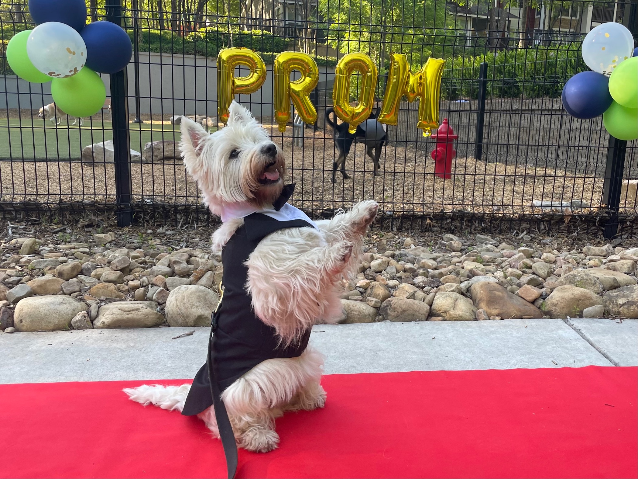 An apartment property in the Atlanta area held a dog prom for residents in April. (Cortland)