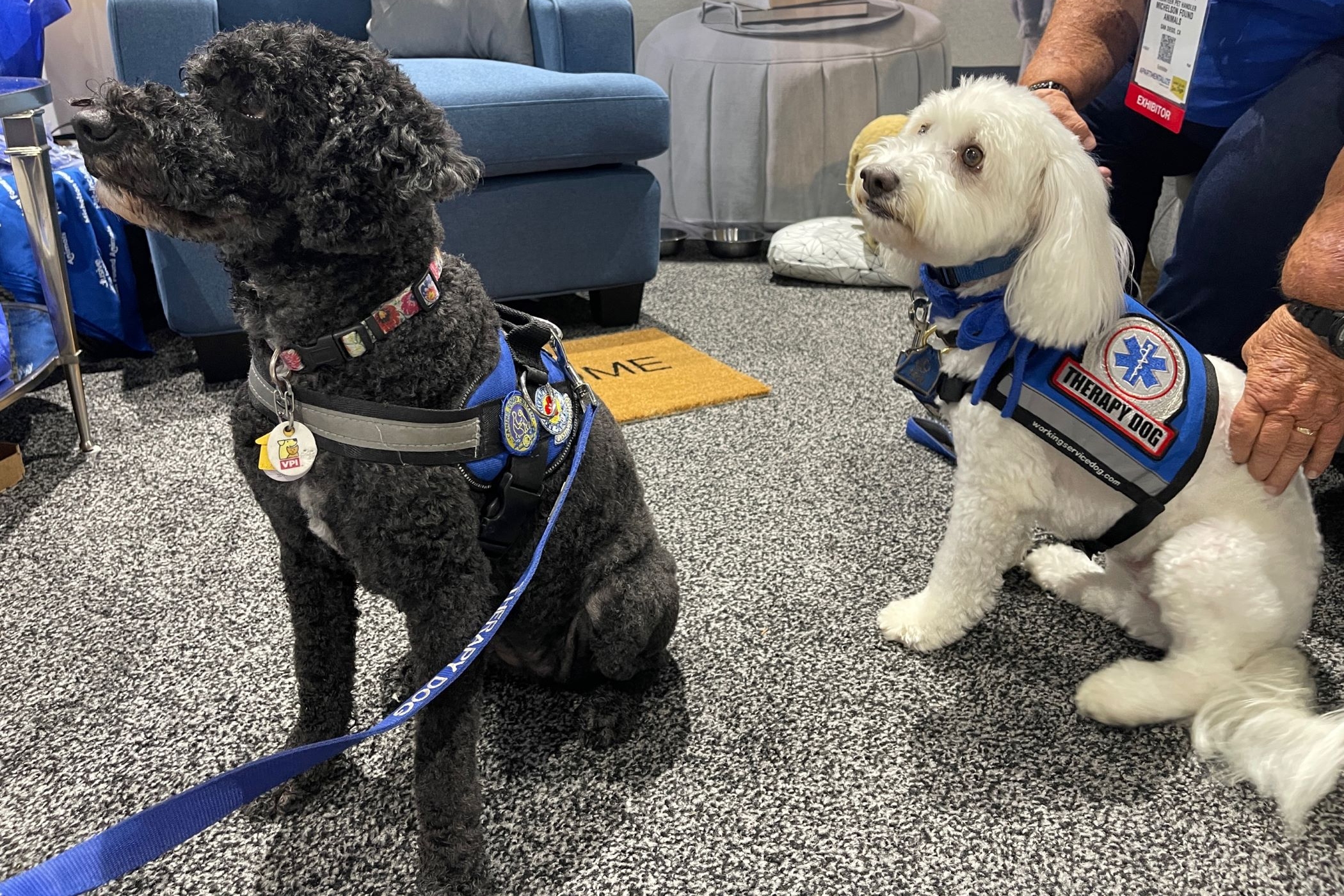 Are Therapy Dogs Allowed In Apartments