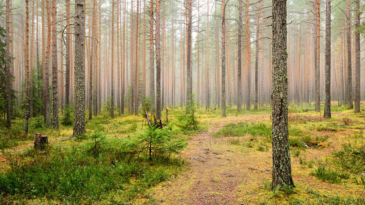 Credit: Shutterstock