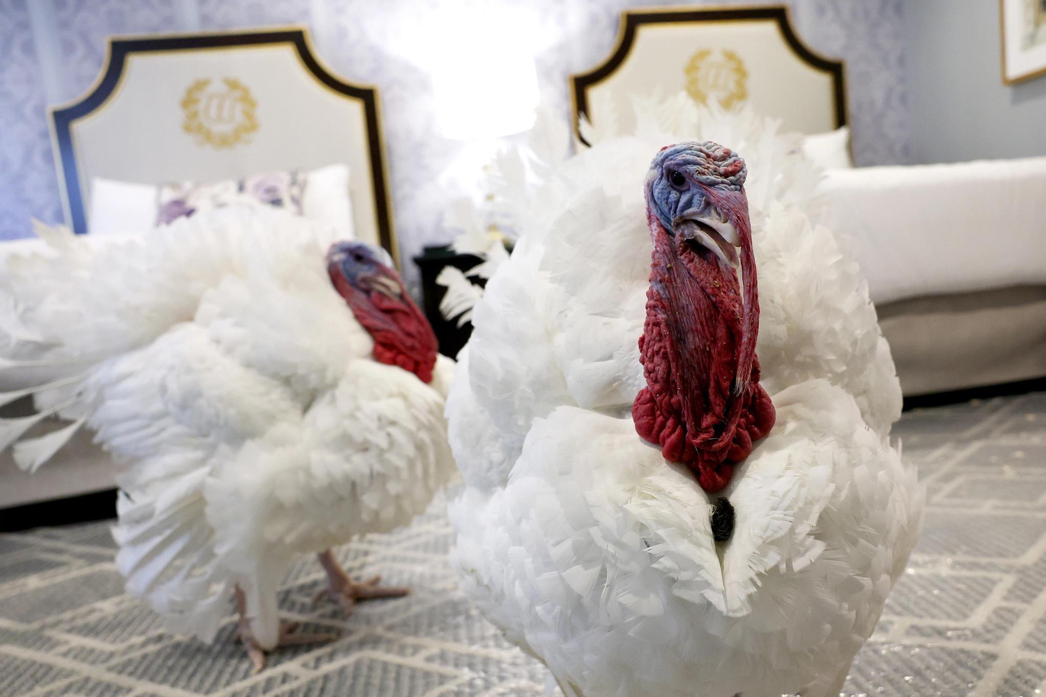 News | From farm to five-star stay: Turkeys rest at restored historic ...