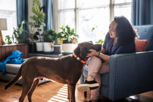 Dog-friendly Arlington, Virginia neighborhoods