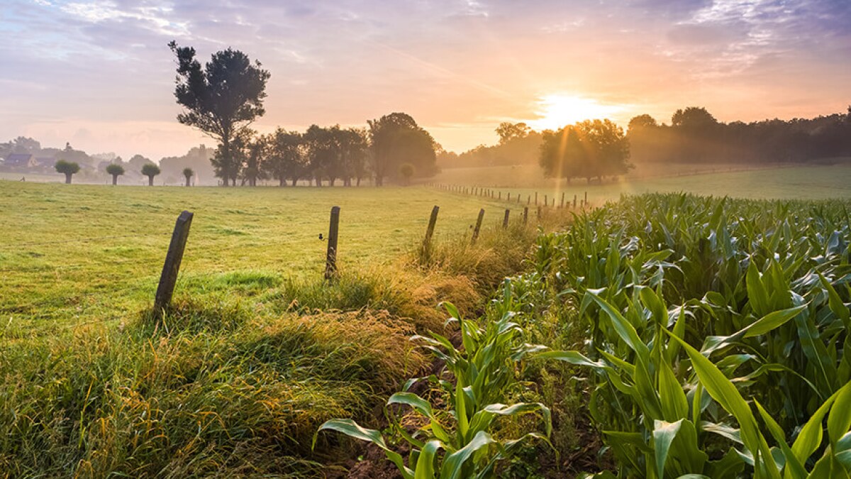Credit: Shutterstock