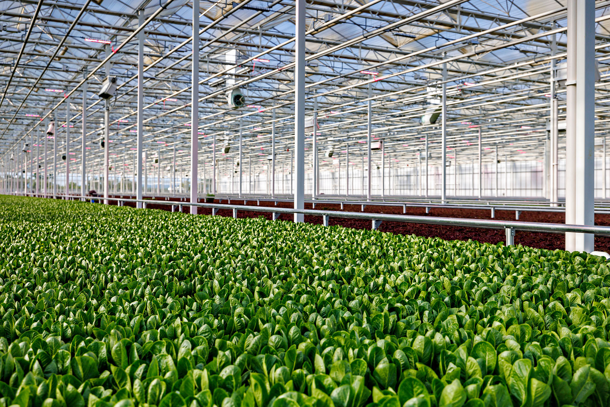 The 15-acre AppHarvest farm in Berea, Kentucky, is a high-tech indoor facility for autonomously harvested leafy greens. (AppHarvest)